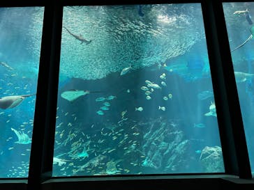 マリンワールド海の中道に投稿された画像（2023/4/26）