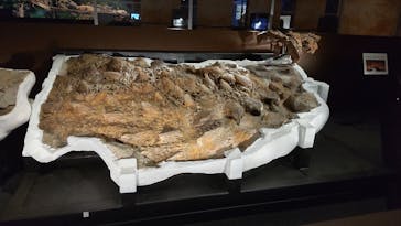 特別展「恐竜博2023」に投稿された画像（2023/4/26）