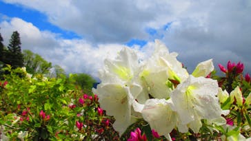 とっとり花回廊に投稿された画像（2023/4/26）