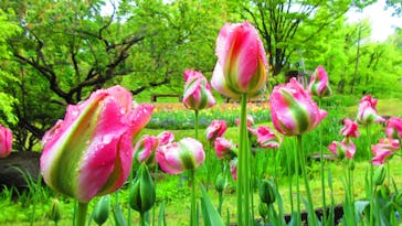 とっとり花回廊に投稿された画像（2023/4/26）