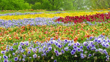 とっとり花回廊に投稿された画像（2023/4/26）