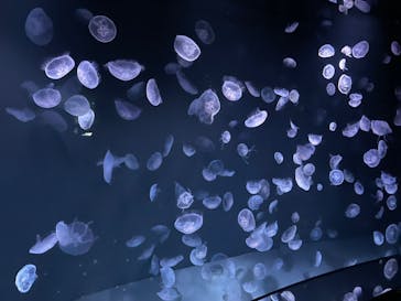 サンシャイン水族館に投稿された画像（2023/4/26）