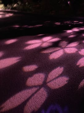 NAKED 桜の新宿御苑 2023に投稿された画像（2023/4/26）