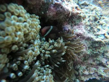 武藤潜水に投稿された画像（2023/4/27）