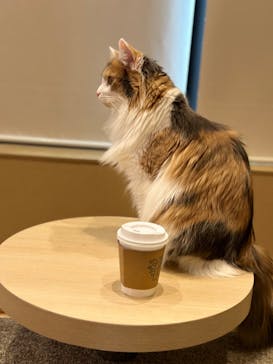 猫カフェモカ イオンモール岡山店に投稿された画像（2023/4/27）