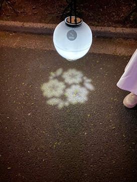 『NAKED FLOWERS 2023 桜 世界遺産・二条城』に投稿された画像（2023/4/27）