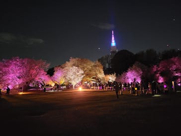 『NAKED FLOWERS 2023 桜 世界遺産・二条城』に投稿された画像（2023/4/27）