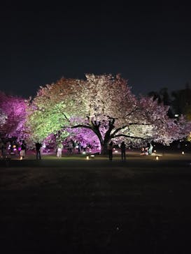 『NAKED FLOWERS 2023 桜 世界遺産・二条城』に投稿された画像（2023/4/27）