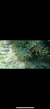 武藤潜水に投稿された画像（2023/4/27）