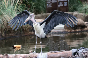 神戸どうぶつ王国に投稿された画像（2023/4/27）