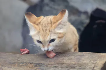 神戸どうぶつ王国に投稿された画像（2023/4/27）