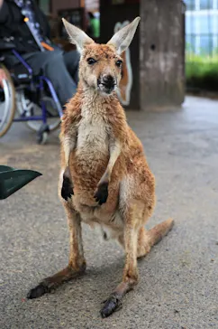 神戸どうぶつ王国に投稿された画像（2023/4/27）