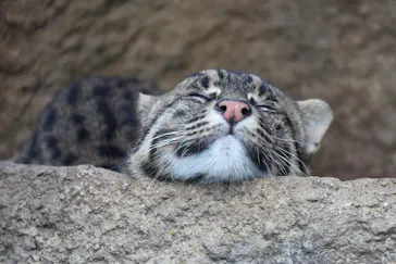 神戸どうぶつ王国に投稿された画像（2023/4/27）