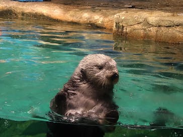 マリンワールド海の中道に投稿された画像（2023/4/27）
