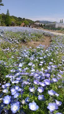 淡路ファームパーク イングランドの丘に投稿された画像（2023/4/27）