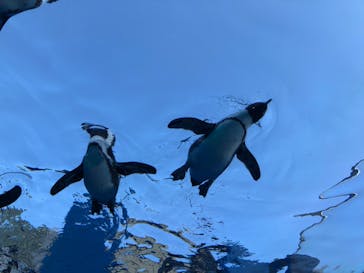 サンシャイン水族館に投稿された画像（2023/4/27）