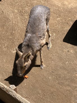 群馬サファリパークに投稿された画像（2023/4/27）