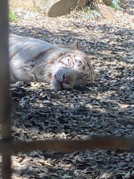 群馬サファリパークに投稿された画像（2023/4/27）