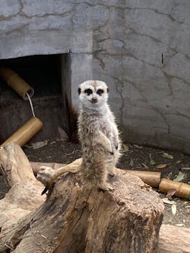 群馬サファリパークに投稿された画像（2023/4/27）