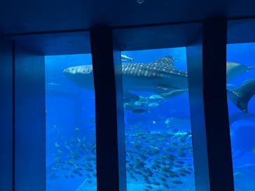 沖縄美ら海水族館に投稿された画像（2023/4/27）