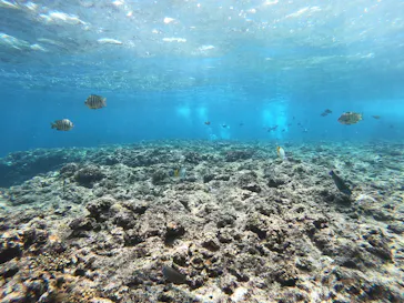 武藤潜水に投稿された画像（2023/4/28）