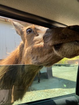 那須サファリパークに投稿された画像（2023/4/28）