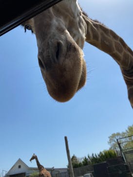 那須サファリパークに投稿された画像（2023/4/28）