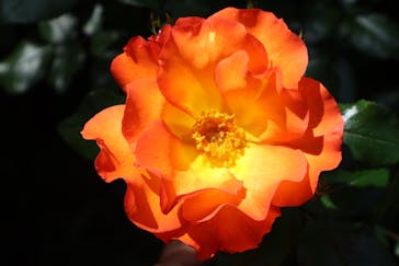 横浜イングリッシュガーデンに投稿された画像（2023/4/28）