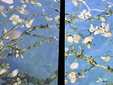 ゴッホ・アライブ神戸に投稿された画像（2023/4/28）