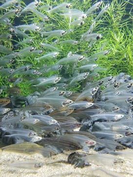 カワスイ 川崎⽔族館に投稿された画像（2023/4/28）