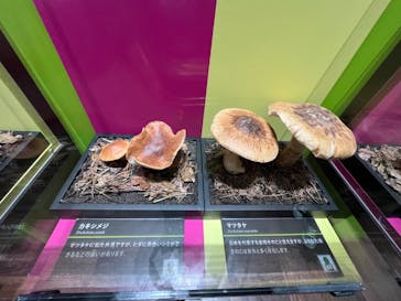 特別展「毒」に投稿された画像（2023/4/28）