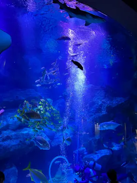すみだ水族館に投稿された画像（2023/4/28）