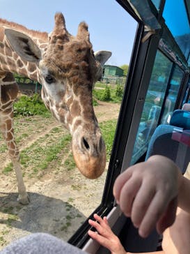 岩手サファリパークに投稿された画像（2023/4/28）