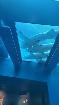 沖縄美ら海水族館に投稿された画像（2023/4/28）