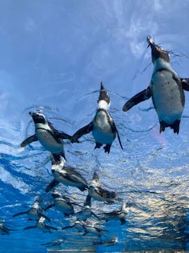 サンシャイン水族館に投稿された画像（2023/4/28）