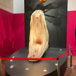 特別展「毒」に投稿された画像（2023/4/28）