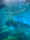 仙台うみの杜水族館に投稿された画像（2023/4/28）