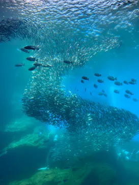 仙台うみの杜水族館に投稿された画像（2023/4/28）