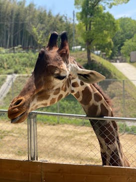 しろとり動物園に投稿された画像（2023/4/28）