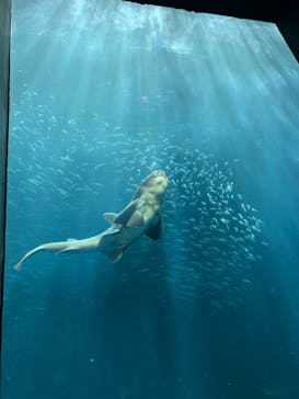 下田海中水族館に投稿された画像（2023/4/28）