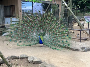 伊豆シャボテン動物公園に投稿された画像（2023/4/28）