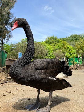 伊豆シャボテン動物公園に投稿された画像（2023/4/28）
