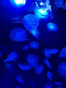 サンシャイン水族館に投稿された画像（2023/4/28）