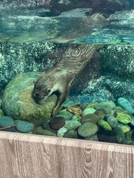 サンシャイン水族館に投稿された画像（2023/4/28）