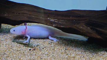 サンシャイン水族館に投稿された画像（2023/4/21）