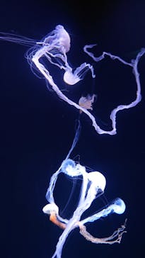 サンシャイン水族館に投稿された画像（2023/4/21）