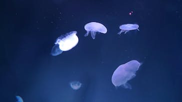 サンシャイン水族館に投稿された画像（2023/4/21）