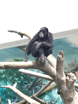 天王寺動物園に投稿された画像（2023/4/28）