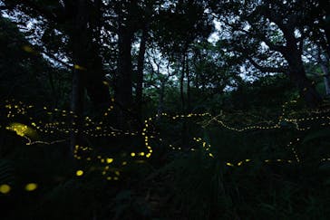 石垣島波商店に投稿された画像（2023/4/28）