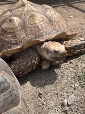 神戸どうぶつ王国に投稿された画像（2023/4/28）